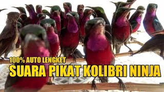 Download lagu SUDAH TERBUKTI!!! PIKAT RIBUT KOLIBRI NINJA PALING AMPUH || SUARA PIKAT KONIN RIBUT MP3 mp3 Download lagu SUDAH TERBUKTI!!! PIKAT RIBUT KOLIBRI NINJA PALING AMPUH || SUARA PIKAT KONIN RIBUT MP3 mp3