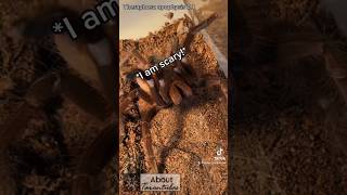 Tarantula attacking me?!🤨😡 #arachnids #spider #tarantula #insects #spiders #tarantulas #nature