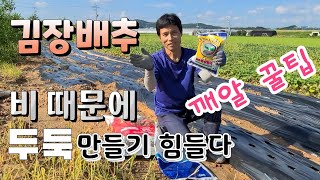 깨알 꿀팁 !!  김장배추는 밑거름이 중요하다  비 때문에 두둑 만들기 힘들다면 ? 김장배추 심는시기 병충해