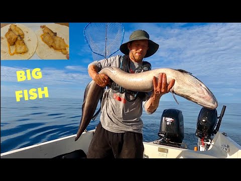 BIG CONGER EEL , Big Horse mackerel , Big Bream - Catch clean cook