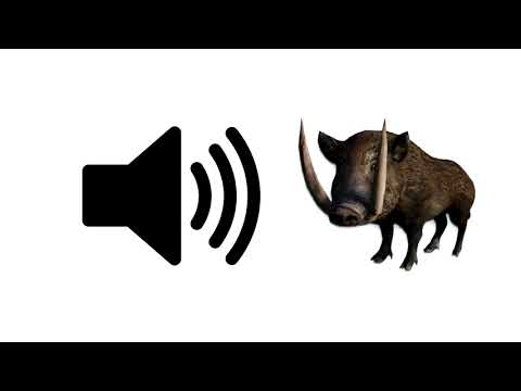 Wild Boar Sounds - Sound Effect | ProSounds