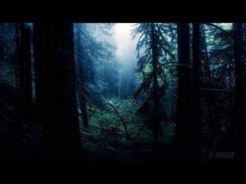 FORÊT LA NUIT – Grillons Pluie Hiboux Vent dans les Branches – Étude Sommeil Détente 🎧 100% RELAX