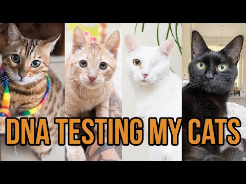 DNA Testing My Cats and Kittens!