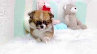 ハーフ犬の動画01