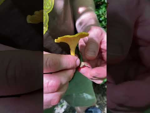 Foraging Chanterelle Mushrooms