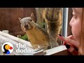 Wild Squirrel Taps On Woman's Window To Play | The Dodo