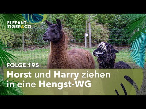 Hengste ohne Ängste (Folge 195) | Elefant, Tiger & Co. | MDR