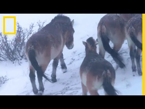 , title : 'Les chevaux de Przewalski, derniers chevaux sauvages de Mongolie'