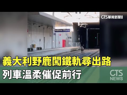 義大利野鹿闖鐵軌尋出路　列車溫柔催促前行