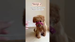 Download lagu Dog trick Tutorials - how to teach your dog ‘Shy’ #puppy #dogtraining #dogtricks #cavapoo #tricks mp3