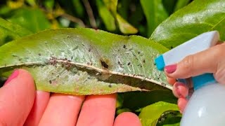 KILLS EVERYTHING IN 15 SECONDS! Mealybugs, Aphids, Caterpillars, Mites, Flies (Homemade Insecticide)
