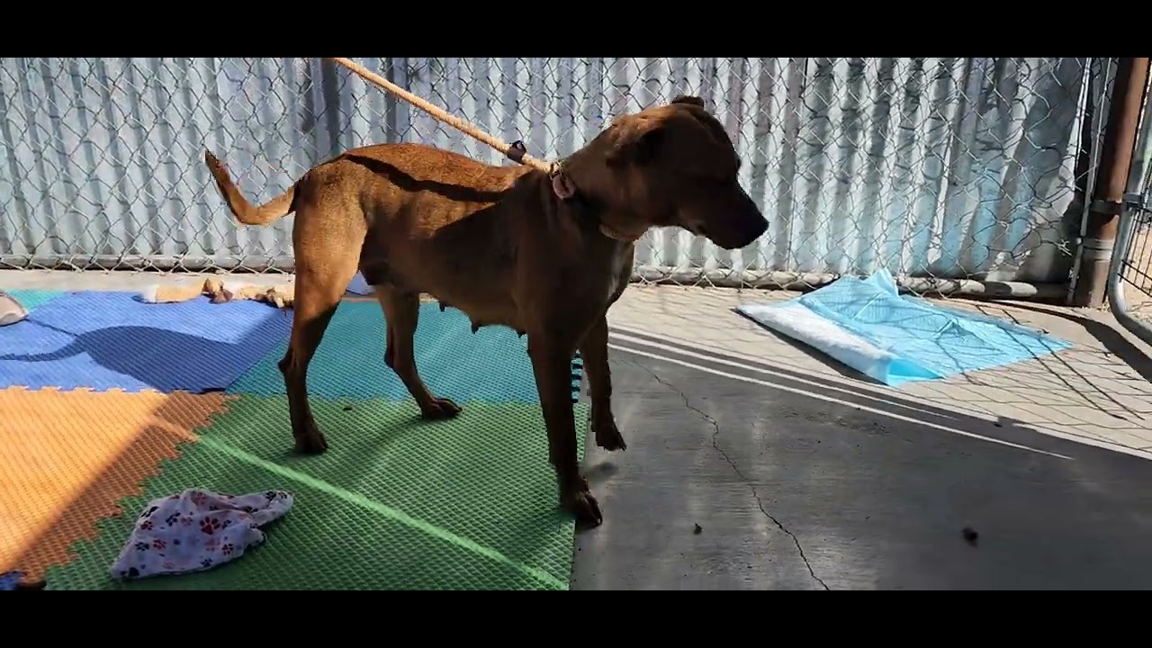 Cinnamon - PAWS, a Adoptable Mixed Breed in Las Cruces, NM video 6/6