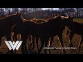 WV Public Broadcasting IDs O Sullivan Farms Charles Town