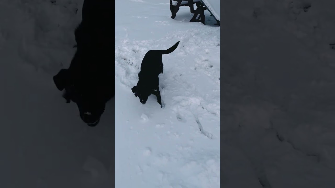 Enlarge Timber, an adopted mixed breed in Pottstown, PA video 4/4