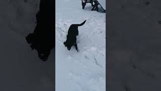 Video preview image #1 Labrador Retriever Puppy For Sale in Pottstown, PA, USA