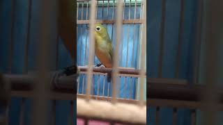 Download lagu Terapi Pleci Flavus / Masteran Zosterops Flavus / Pleci Tambak Buka Ekor mp3 Download lagu Terapi Pleci Flavus / Masteran Zosterops Flavus / Pleci Tambak Buka Ekor mp3