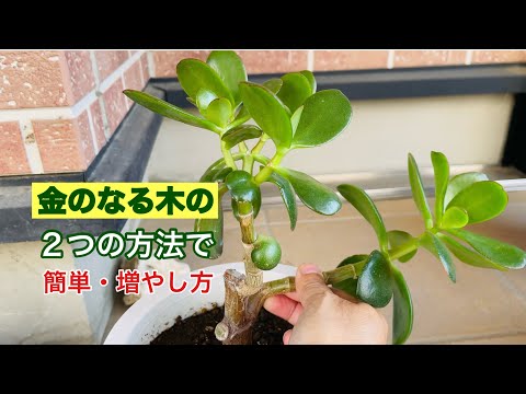 金のなる木 植物