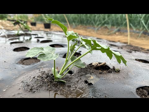マグノリアをいつ地面に植えるのですか？どのように進めればよいでしょうか？方法、メンテナンス、病気  庭園