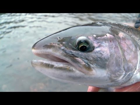 Float Fishing for Massive Winter Steelhead-Tangled with Captain Quinn