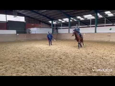 Alvaro, 5j Wallach von A La Carte NRW x Cordobes