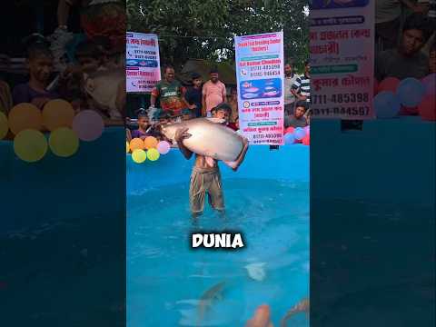 Lomba menangkap ikan raksasa