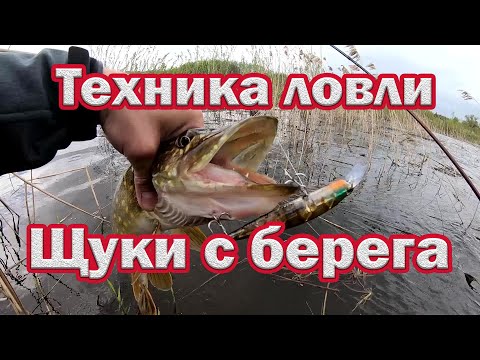 Жағадан шортан аулау техникасы