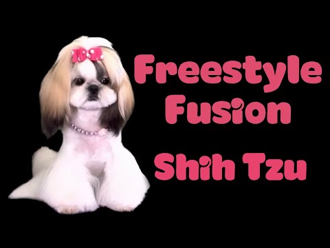 Freestyle Fusion SHIH TZU Haircut.