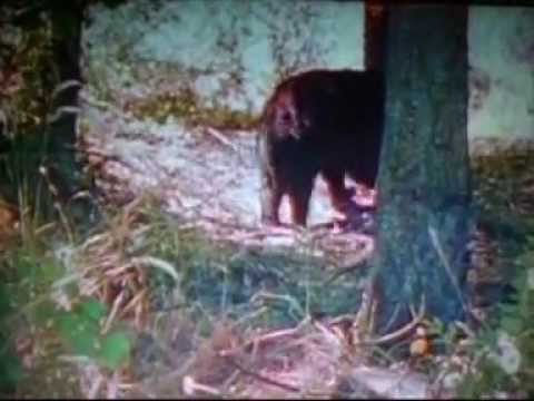 Wolverine Vs Black Bear