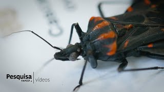 Miniatura do vídeo