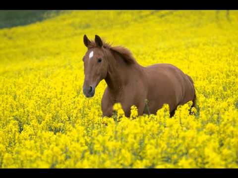 La Promesa del Pescador Sergio Mendez