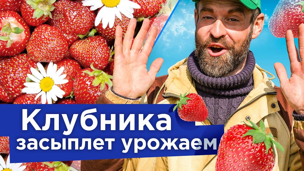 Защита от болезней и вредителей