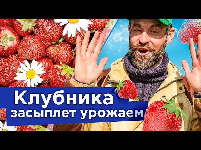 ПЯТЬ ВАЖНЫХ РАБОТ С КЛУБНИКОЙ ВЕСНОЙ, которые значительно увеличат урожай и размер ягод
