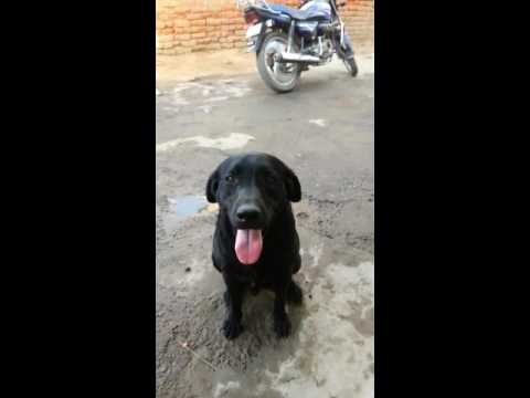 jaspreet dog trainer