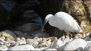 preview picture of video 'Little Egret - Egretta garzetta - Kleine zilverreiger / Altea - Spain / 24-3-2015'