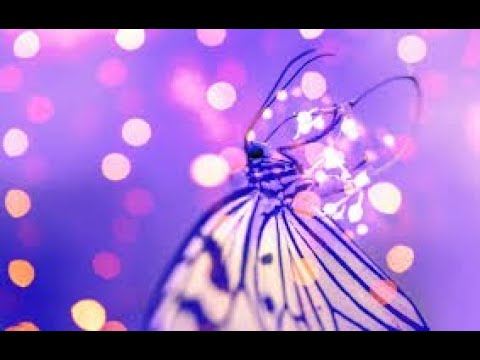 Belma Huseinefendic Zapjevala sojka ptica