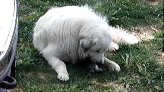 Chewie_rabbit8864.MPG