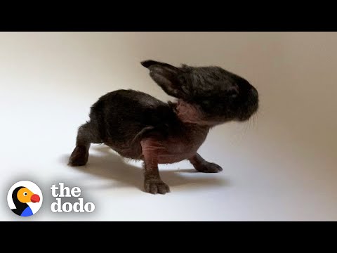 The Tiniest Bunny in the World