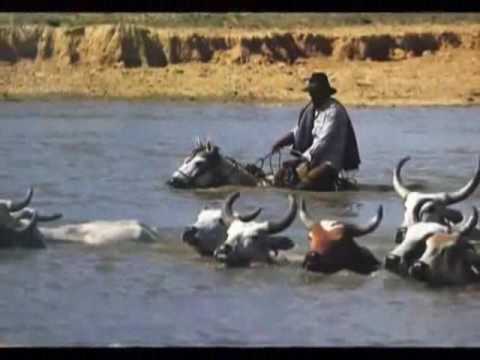 santiago rojas -- EL TIGRE CAZÓ LA BAQUIRA