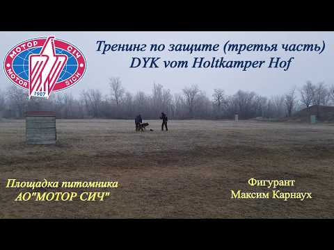 Тренинг по защите (третья часть).DYK vom Holtkamper Hof.