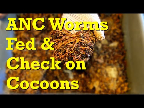 African nightcrawler worm bin & cocoon nursery at day 20 - vermicomposting