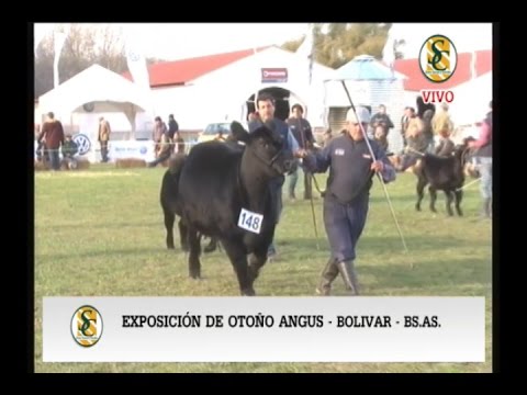 JURA HEMBRAS Expo. Bolivar - Parte 4 DE 4 Miércoles 18 05 16