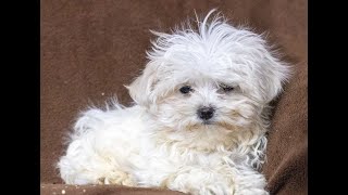 Video preview image #1 Maltese Puppy For Sale in READING, PA, USA