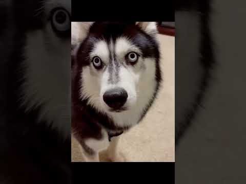 #funny #dogs #pet #dogscats#dogshorts #dog#doglover#doglife