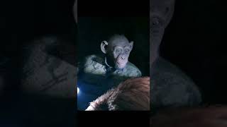 Download lagu Bad Ape funniest moment | War For The Planet Of The Apes #movieclips mp3