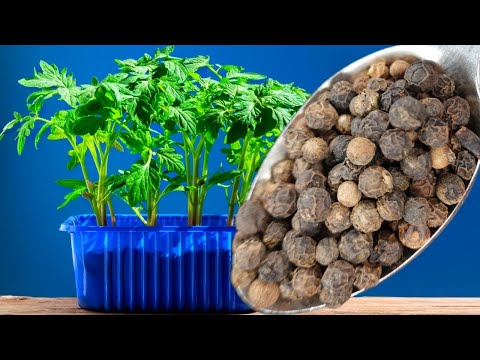Never Plant Tomatoes and Peppers Without This! The seedlings are strong and productive 5 times highe