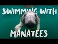 Swimming With Florida Manatees Crystal River Explorida Tours