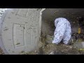 Massive Hornet Nest Removal