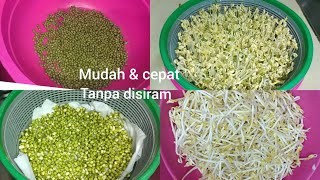 Download lagu CARA MUDAH MEMBUAT TOGE TANPA DISIRAM mp3