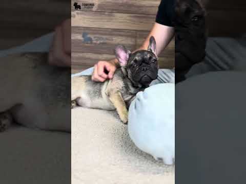 Video 1