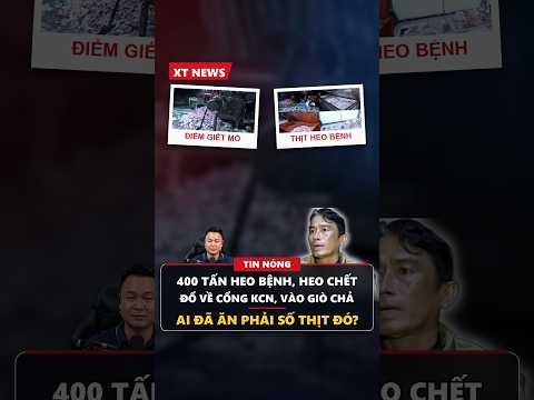 400 tấn heo bệnh, heo chết bị tuồn ra thị trường #Shorts
